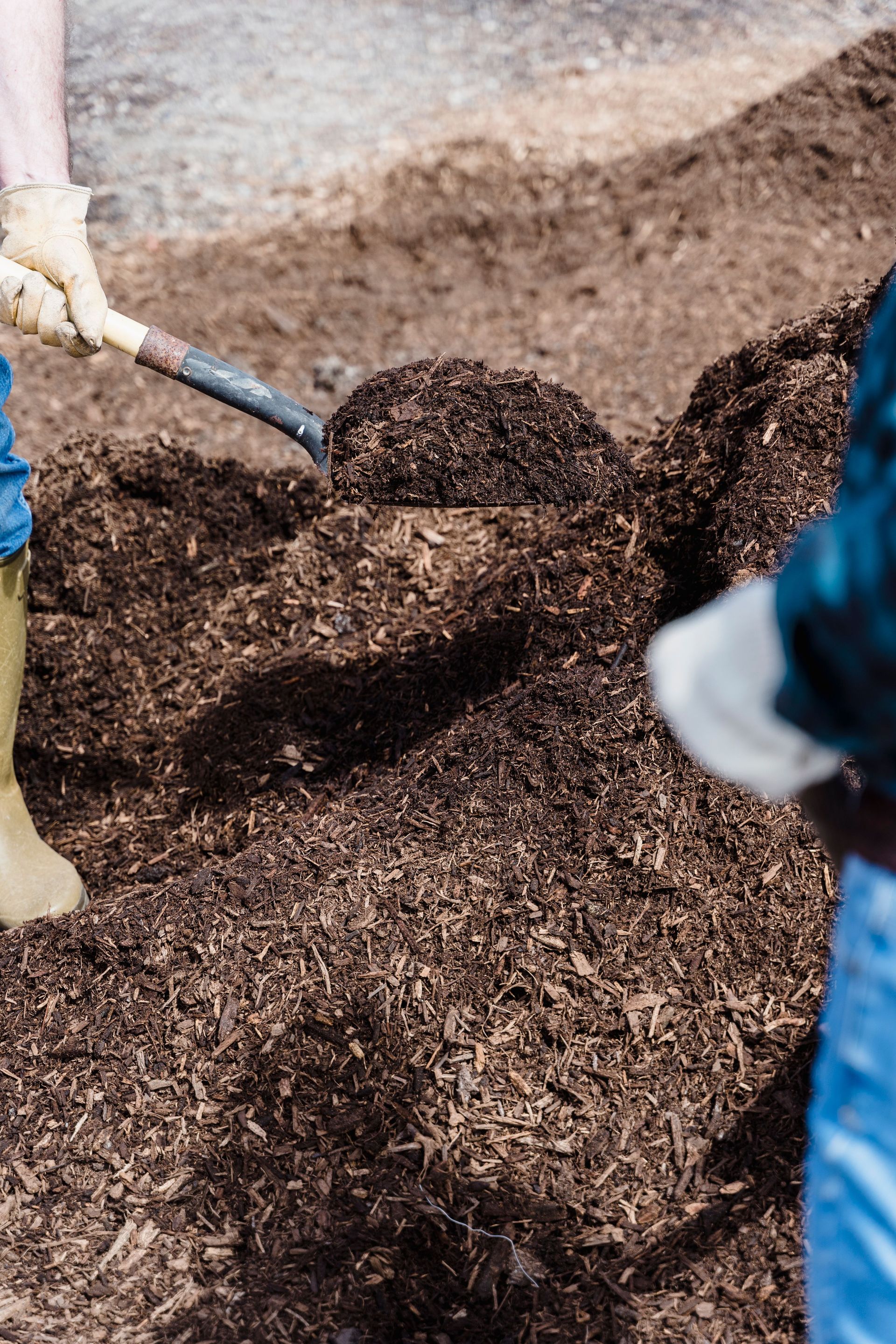 Close-up of a person shoveling compost in an outdoor garden setting, indicative of gardening or agriculture.