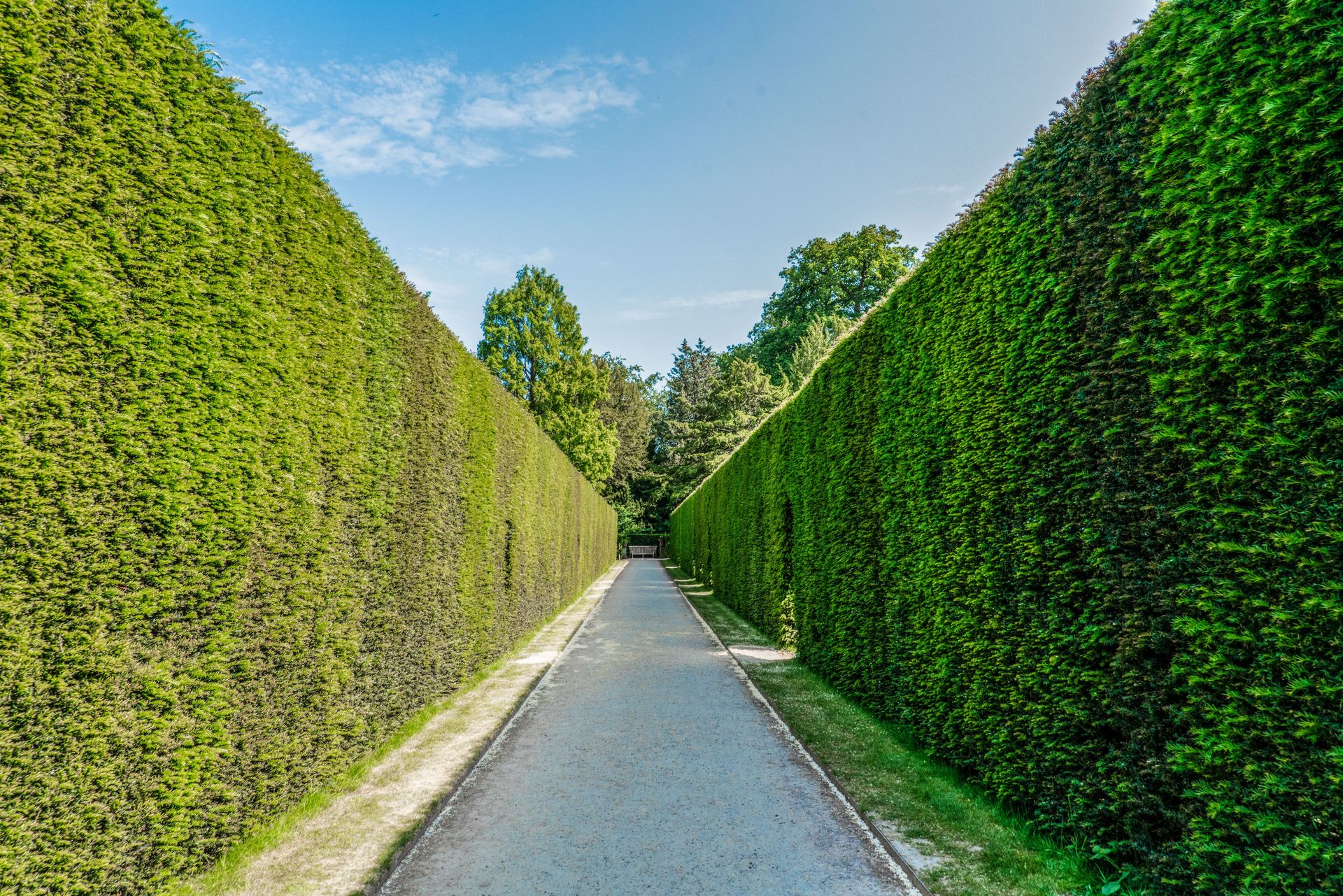 Sunlit park pathway with towering green hedges creating a serene, natural alley.