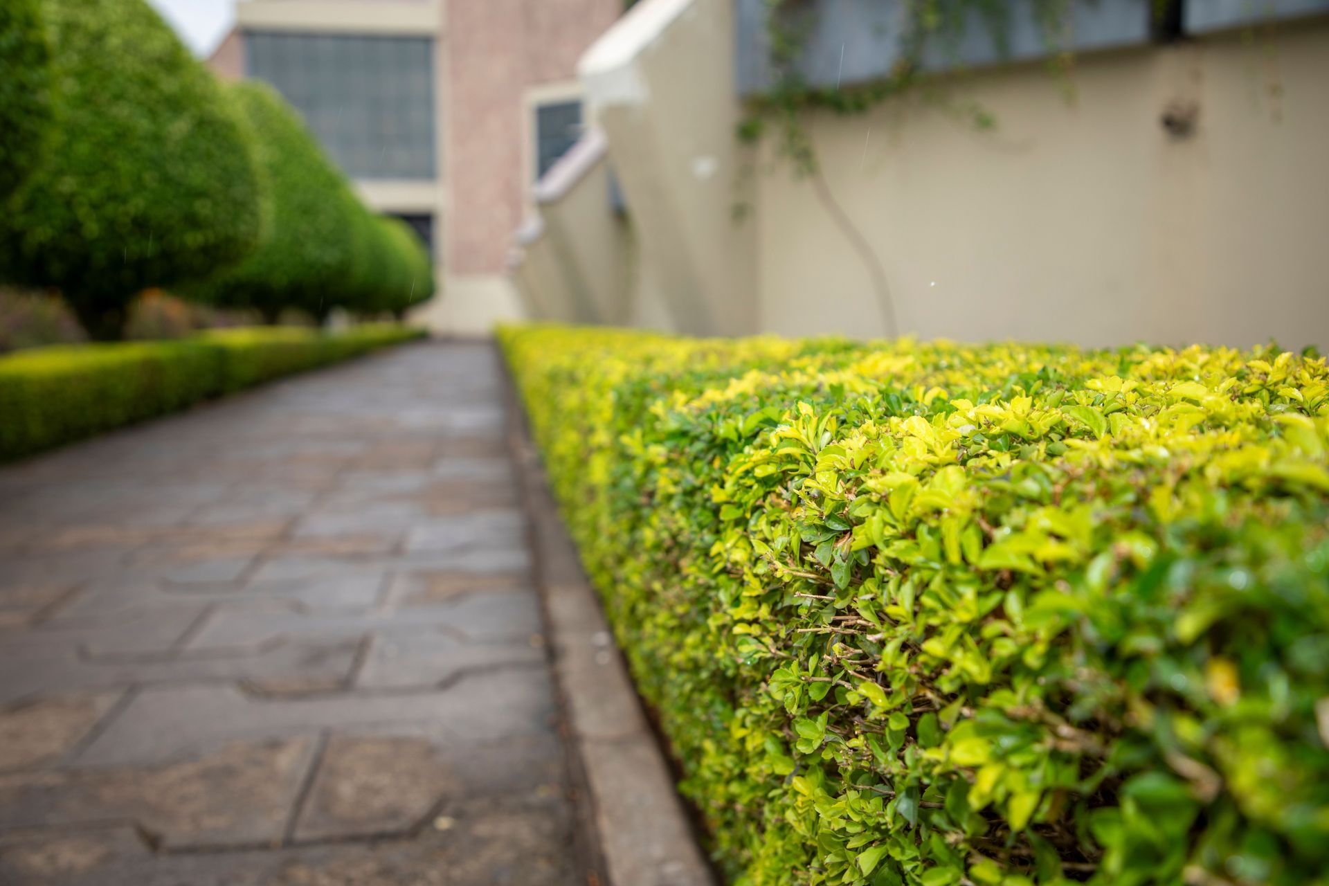 A tranquil stone pathway lined with vibrant green hedges in an urban garden.