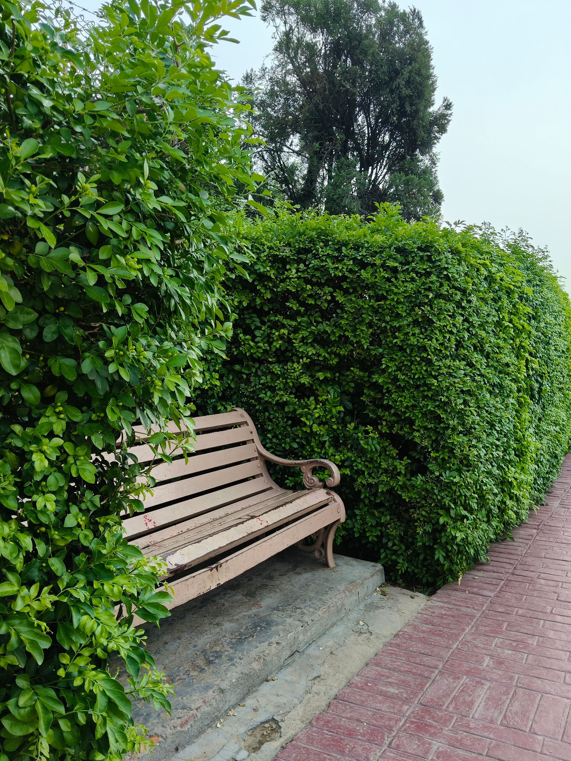Wooden bench nestled between lush green hedges and pathway, outdoors.